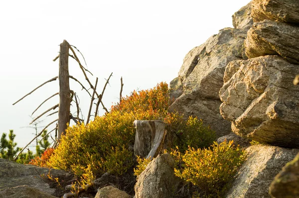 Polonya, çilek Bush'larda büyümüş kayalar — Stok fotoğraf