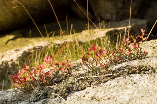 Bärbuskar på klipporna, svåra bergiga förhållanden — Stockfoto
