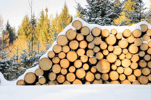 Fällda träd staplade redo transport till sågverket — Stockfoto