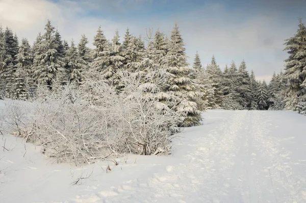 Snow-covered trees, mountain trail in winter — Stock Photo, Image