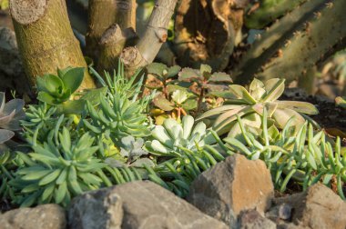 Kumlu zeminde succulents