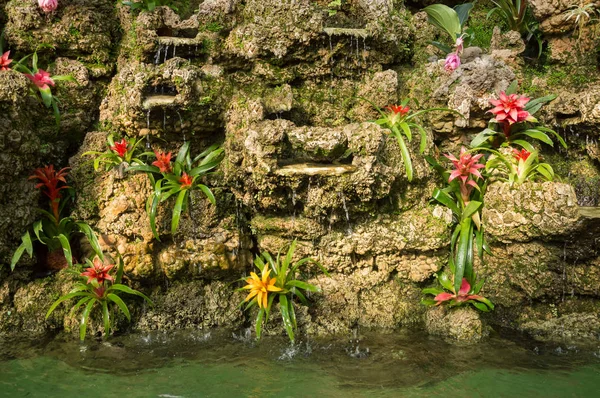 Flowers Bromeliaceae on a rock on the banks of water — Stock Photo, Image