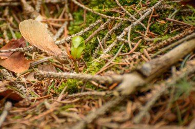 Meşe, meşe tohumlarından filizlenen genç bitki, ormandaki doğal ortam..
