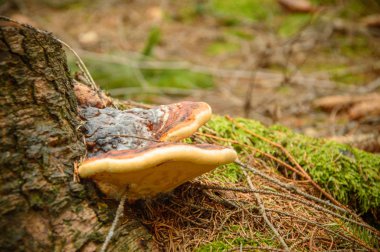 Parazit, hub mantarı ormandaki yaşlı bir ağaçta yetişir..