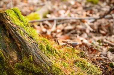 Ağaç gövdesi yeşil yosun ile kaplanmış..