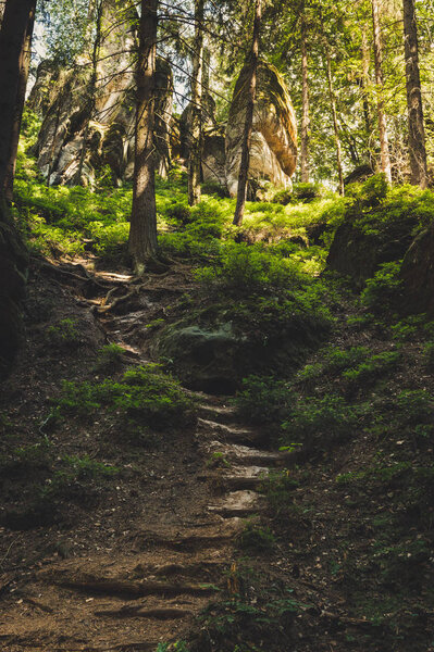 Cesky Raj, a forest path leading through the forest to the great sand rocks.