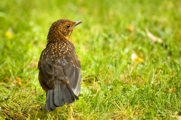 O pássaro Starling comum caminha na grama verde e procura comida . — Fotografia de Stock