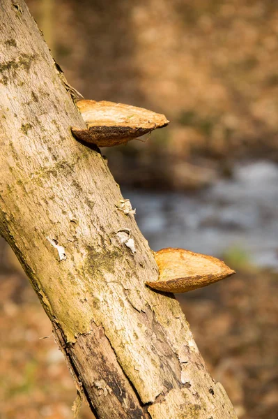 Parasiten, navet svamp växer på ett gammalt träd i skogen. — Stockfoto