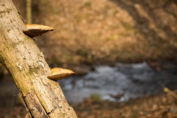 Il parassita, il fungo mozzo cresce su un vecchio albero nella foresta . — Foto Stock