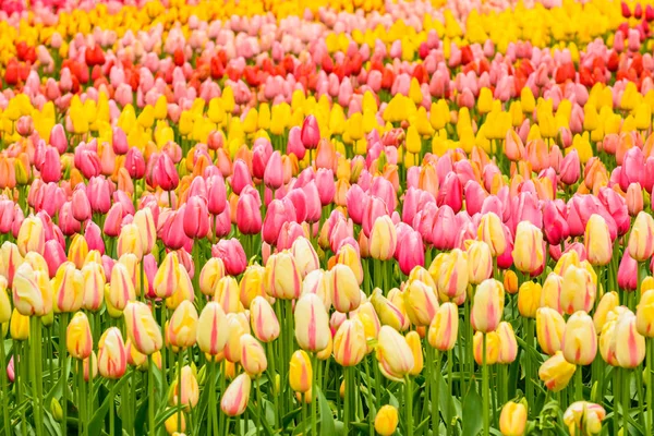 Hollande, le pays des tulipes, la capitale des belles fleurs colorées . — Photo