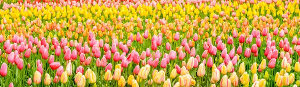 Nederland, het land van de tulpen, de hoofdstad van de prachtige kleurrijke bloemen. — Stockfoto