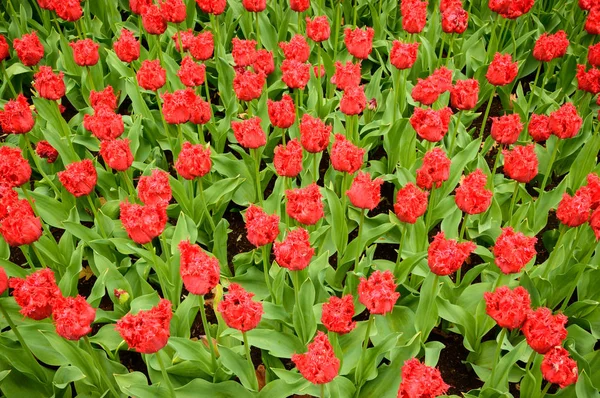 Hollande, le pays des tulipes, la capitale des belles fleurs colorées . — Photo