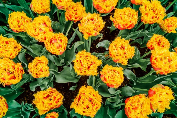 Olanda, il paese dei tulipani, la capitale di bellissimi fiori colorati . — Foto Stock