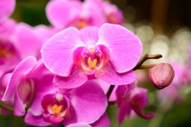Phalaenopsis orkide çiçeği gelişmemiş tomurcuklu pembe çiçek yaprakları..