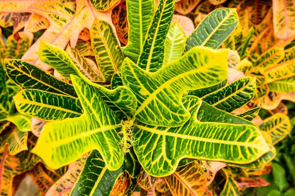 Codiaeum, hermosas hojas de arbusto, gruesas y carnosas . — Foto de Stock