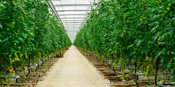 Growing greenhouse tomatoes, a long alley with bushes and tomato clusters.