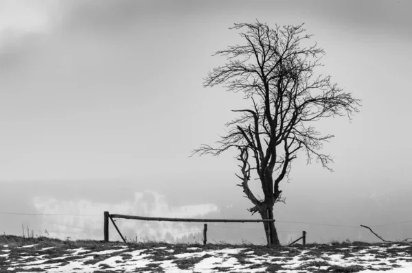Albero solitario sul bordo di una radura di montagna . — Foto Stock