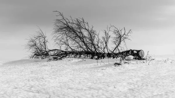 Paisagem de inverno em um dia de sol nas colinas . — Fotografia de Stock