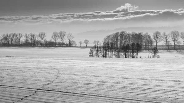 Giornata invernale, radura innevata con alberi, sentiero per animali . — Foto Stock