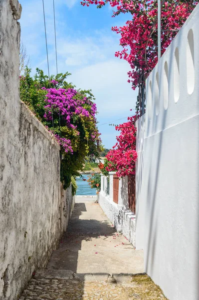 Stedelijk steegje tussen de witte muren van de huizen, prachtig bougainvillea bloemen. — Stockfoto