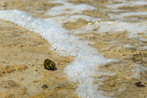 Deniz kıyısındaki kumtaşı boyunca sürünen bir salyangoz, küçük dalgalar..