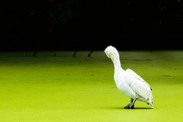 Weißer Vogel weißer Pelikan sitzt auf einem Stein in einem grünen Teich, Algen blühten. — Stockfoto