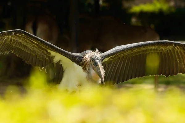 Um grande pássaro africano Marabou com asas estendidas, preparando-se para voar . — Fotografia de Stock