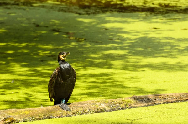 Svart fågel skarv, sitter på en gren på en grön damm, har alger blommat. — Stockfoto