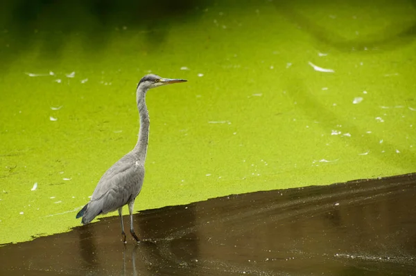 Серая цапля, птица стоит в зеленом пруду, водоросли расцвели . — стоковое фото