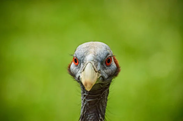 De parelhoenders gier met een klein hoofd zonder verenkleed met een spitse snavel. — Stockfoto