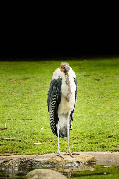 Um grande pássaro marabou africano está sobre uma pedra e descansa . — Fotografia de Stock