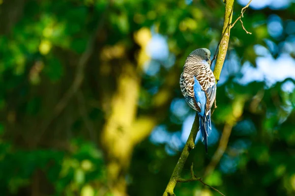 Niebieski budgerigar siedzi na gałęzi pośród drzew. — Zdjęcie stockowe