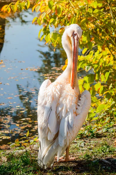 Een grote roze pelikaan staat aan de waterkant met een lange snavel — Stockfoto