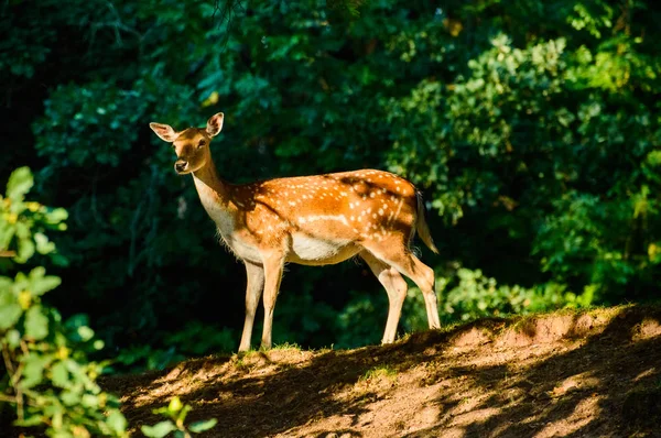 A young dotted deer stands and watches at the edge of the forest. — Stock Photo, Image