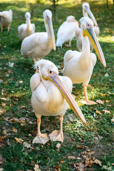 Pelicanos cor-de-rosa com longos bicos coloridos estão de pé na grama verde — Fotografia de Stock