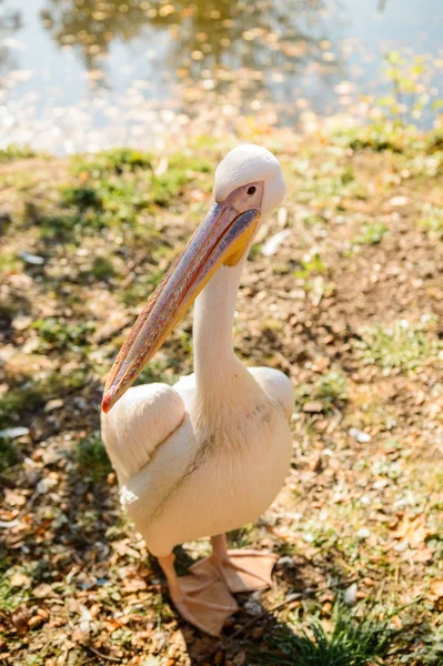 Ein großer rosafarbener Pelikan steht mit einem langen Schnabel am Rand des Wassers. — Stockfoto