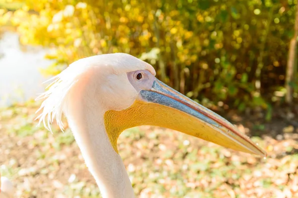 Porträtt av en pelikan, huvud med en färgglad näbb på en ljus bakgrund. — Stockfoto