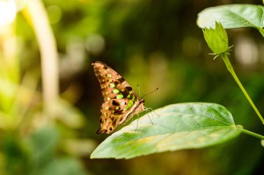 Siproeta stelenes, renkli kanatlı küçük bir kelebek yeşil bir yaprağın üzerinde oturuyor.. 