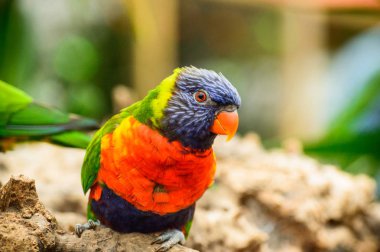 Renkli dağ lorisi papağanı bir taşın üzerine oturur ve izler..