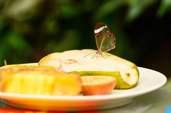 Ein kleiner Schmetterling mit bunten Flügeln sitzt auf einer Birne. — Stockfoto