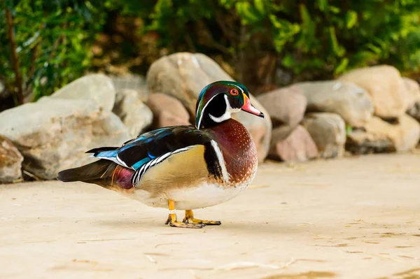 Een kleurrijke Karolinka eend loopt het pad. — Stockfoto