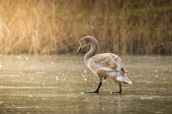 Ein Junger Schwan Spaziert Ufer Eines Zugefrorenen Teiches Entlang Blick — Stockfoto