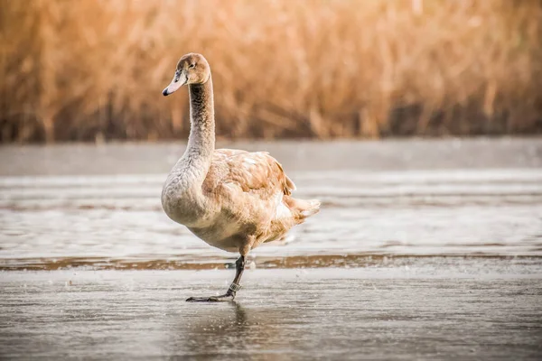 Der Junge Schwan Steht Auf Einem Bein Auf Einem Zugefrorenen — Stockfoto