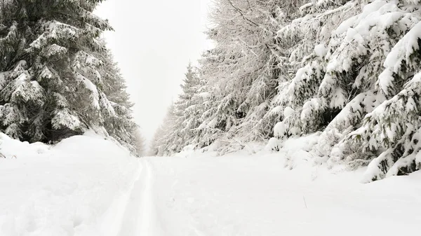 Winter Scenery Thick Layer Snow Mountains Snowy Trees Forest Hiking — Stock Photo, Image