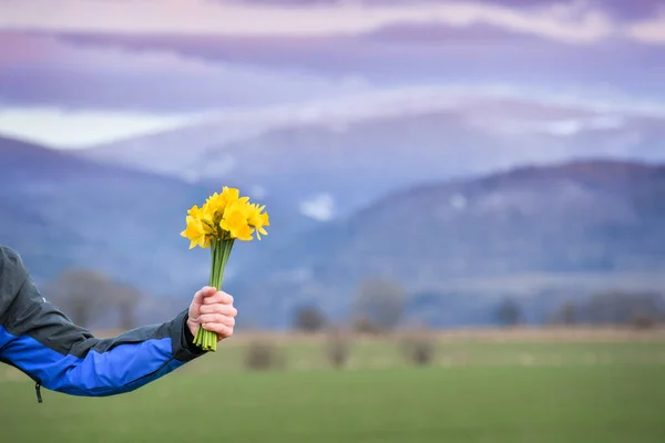 The man hands the woman a bouquet of yellow narcissus against the backdrop of snowy mountains. The colorful rays of the sun illuminate the mountain peaks.