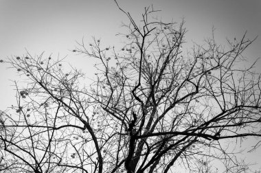Dallarında meyve olan uzun ağaç, siyah beyaz manzaralı..