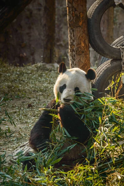 Egy Fekete Fehér Óriás Panda Földön Bambuszleveleket Eszik — Stock Fotó