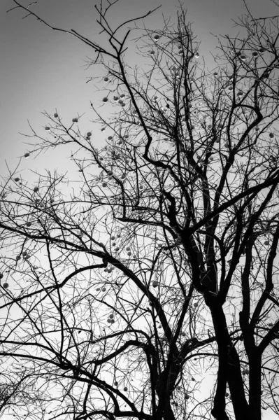 Tall Tree Fruit Branches Black White View — Stock Photo, Image