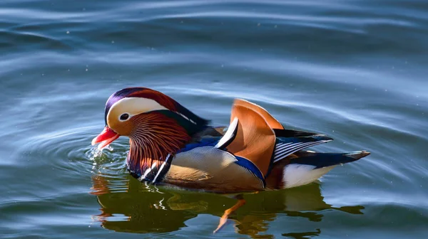 Colorido Mandarina Nadadores Pato Água Calma Lago — Fotografia de Stock