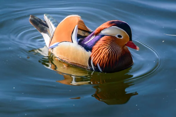 A colorful mandarin duck swims on the calm water of a lake.